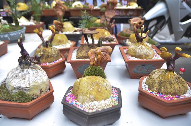 Gần 5 triệu đồng 1 chậu nấm linh chi bonsai chơi Tết ở Thủ đô